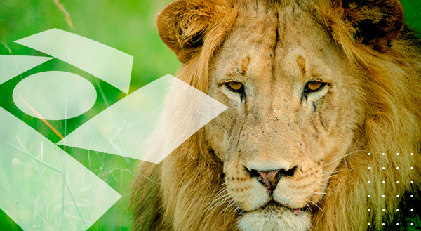 Imposto de Renda 2022 - como baixar o Informe de Rendimentos e mais 5 coisas que você precisa saber!