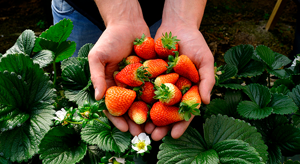 Primeira turma do programa Sucessão Rural Familiar conclui atividades em outubro