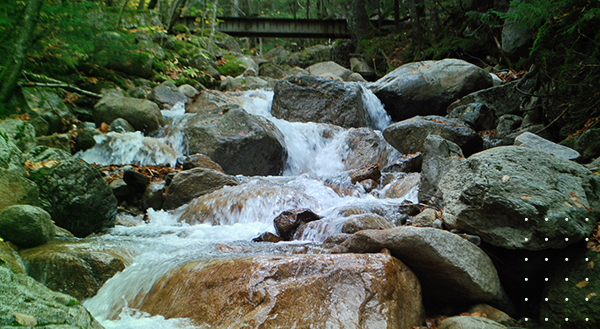 Sicredi Pioneira fecha acordo com Emater/RS-Ascar para restaurar nascentes e APPs em 11 cidades da região