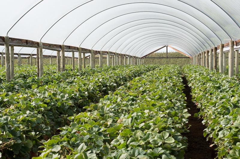 Sicredi Pioneira RS fomenta o desenvolvimento do agronegócio