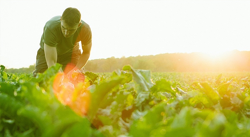 Sicredi possui linhas de consórcio específicas para o agronegócio